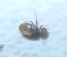 Lepinotus