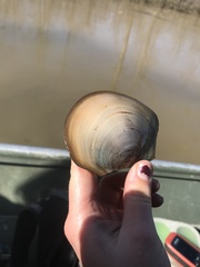 Utterbackiana suborbiculata