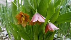 Fritillaria minuta