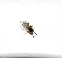 Orthopelma mediator