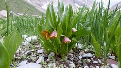 Fritillaria minuta