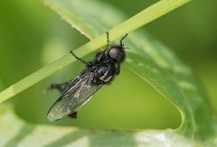 Bibio marci