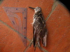 Calidris canutus rufa