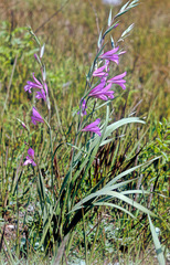 Gladiolus communis
