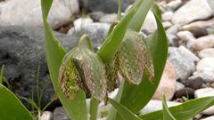 Fritillaria hakkarensis