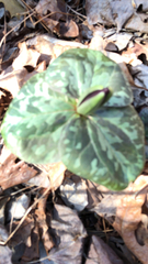 Trillium cuneatum