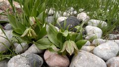 Fritillaria hakkarensis