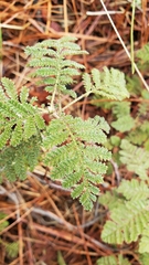 Chamaebatia foliolosa
