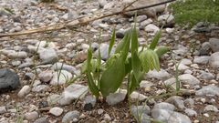 Fritillaria hakkarensis