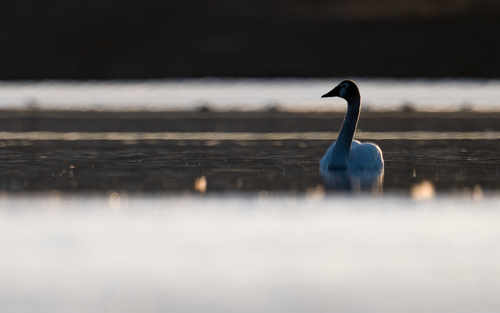 Cygne de Bewick