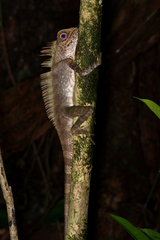 Gonocephalus liogaster