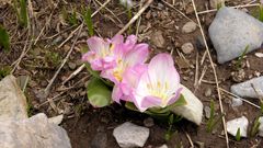Colchicum kurdicum