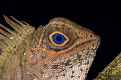 Gonocephalus liogaster