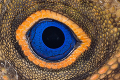 Gonocephalus liogaster