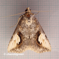 Pseudosphetta fissisigna