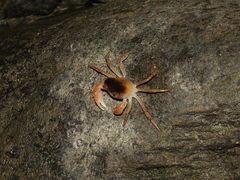 Geothelphusa bicolor