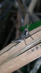 Orthoptera