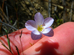 Leptosiphon liniflorus