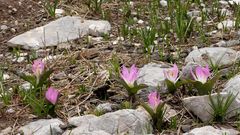 Colchicum kurdicum
