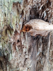 Phellopilus nigrolimitatus