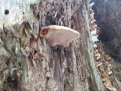 Phellopilus nigrolimitatus