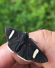 Melanis leucophlegma