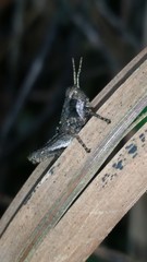 Orthoptera