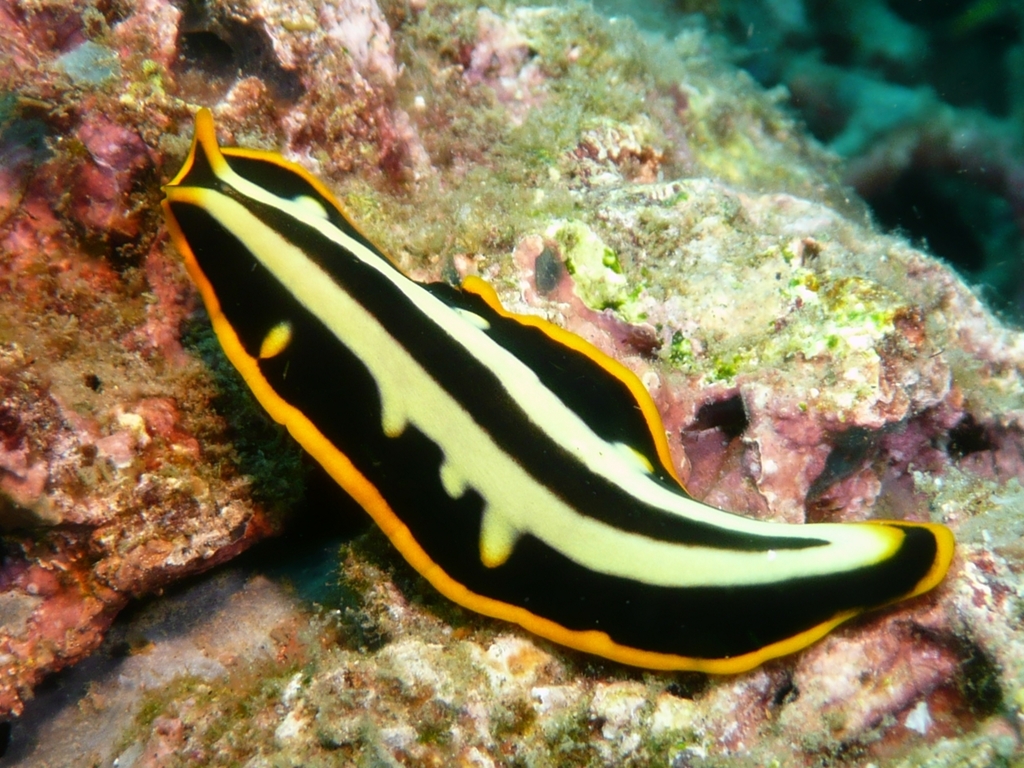 Photo of Divided flatworm (Pseudoceros dimidiatus)