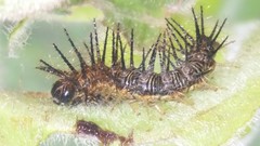 Insecta