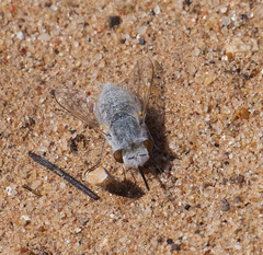 Lordotinae