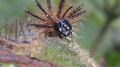 Insecta