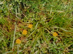 Potentilla anglica