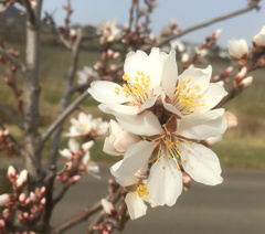 Prunus amygdalus