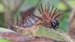 Insecta