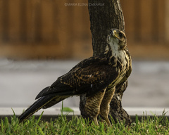 Parabuteo unicinctus