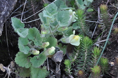 Asarina procumbens