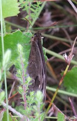Dira clytus eurina