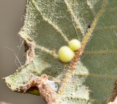 Disholandricus lasius
