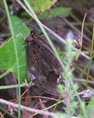 Dira clytus eurina