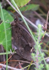 Dira clytus eurina