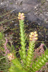 Penaea mucronata