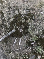 Weissia brachycarpa