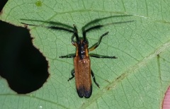 Malacoscylus gonostigma