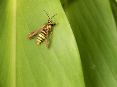 Nokona pilamicola