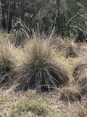 Muhlenbergia lindheimeri