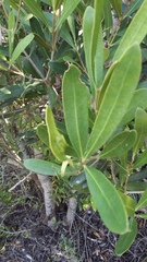 Olea exasperata