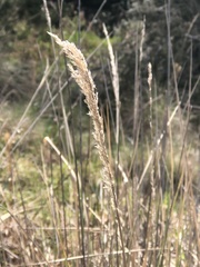 Muhlenbergia lindheimeri