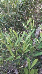 Olea exasperata