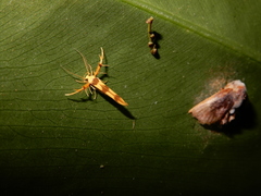 Stathmopoda fusciumeraris