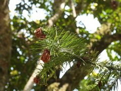 Cunninghamia lanceolata